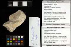 Foto (Objekt + Etiketten) von Eodromites sp. 